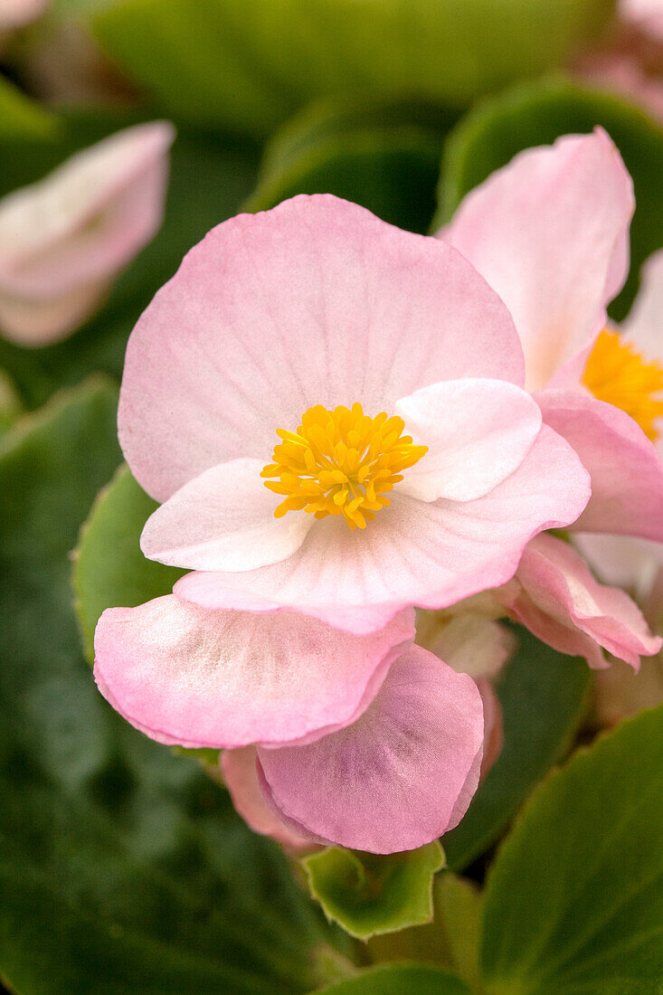 Begonia semperflorens Sprint Plus 'Appleblossom'