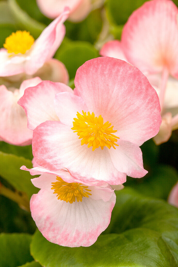 Begonia semperflorens Sprint Plus 'Blush'