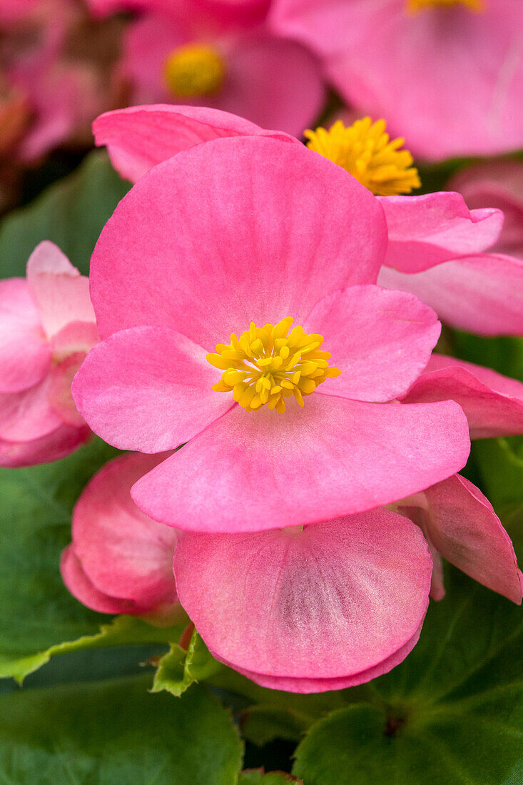 Begonia semperflorens Sprint Plus 'Rose'