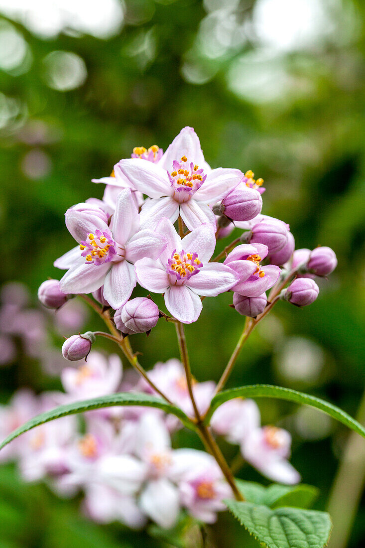 Deutzia x hybrida 'Mont Rose'