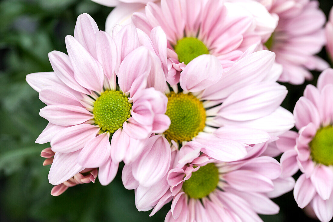 Chrysanthemum indicum 'Blossom Time'