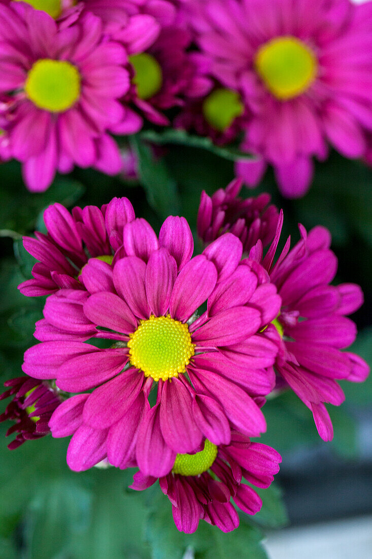 Chrysanthemum indicum 'Deejay Time'