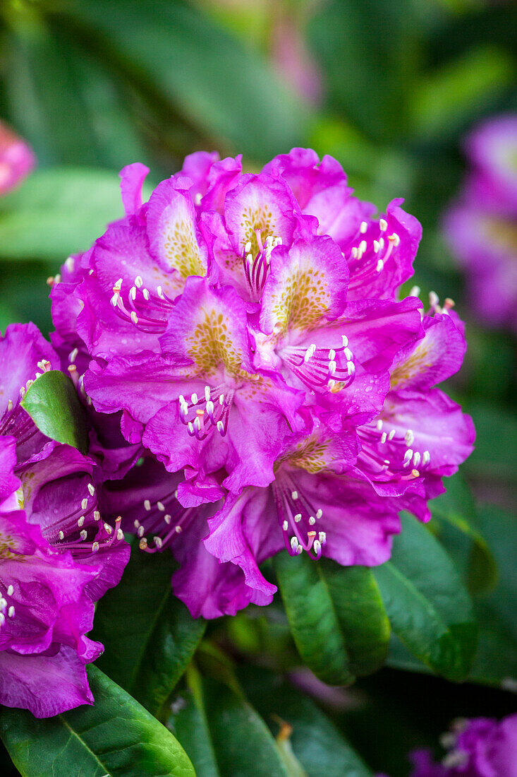 Rhododendron 'Marcel Menard'