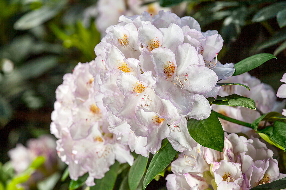 Rhododendron 'Mademoiselle Marie van Houtte'