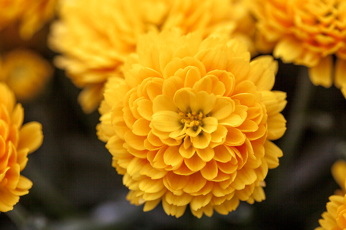 Chrysanthemum multiflora 'Branking Yellow'(s)