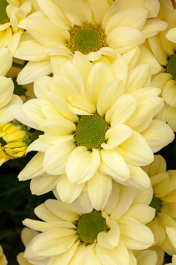 Chrysanthemum 'Asia-Cut Mums® Hulusi'(s), hellgelb