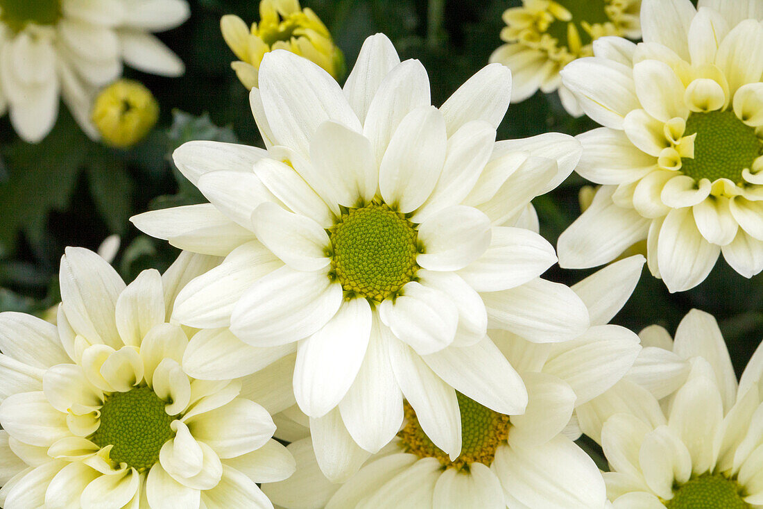 Chrysanthemum 'Asia-Cut Mums® Hulusi'(s), cremeweiß