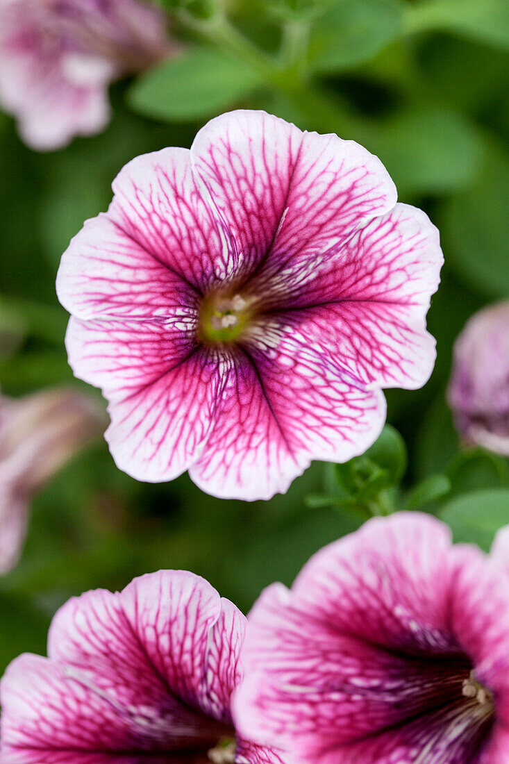 Petunia 'Recife Strawberry'(s)