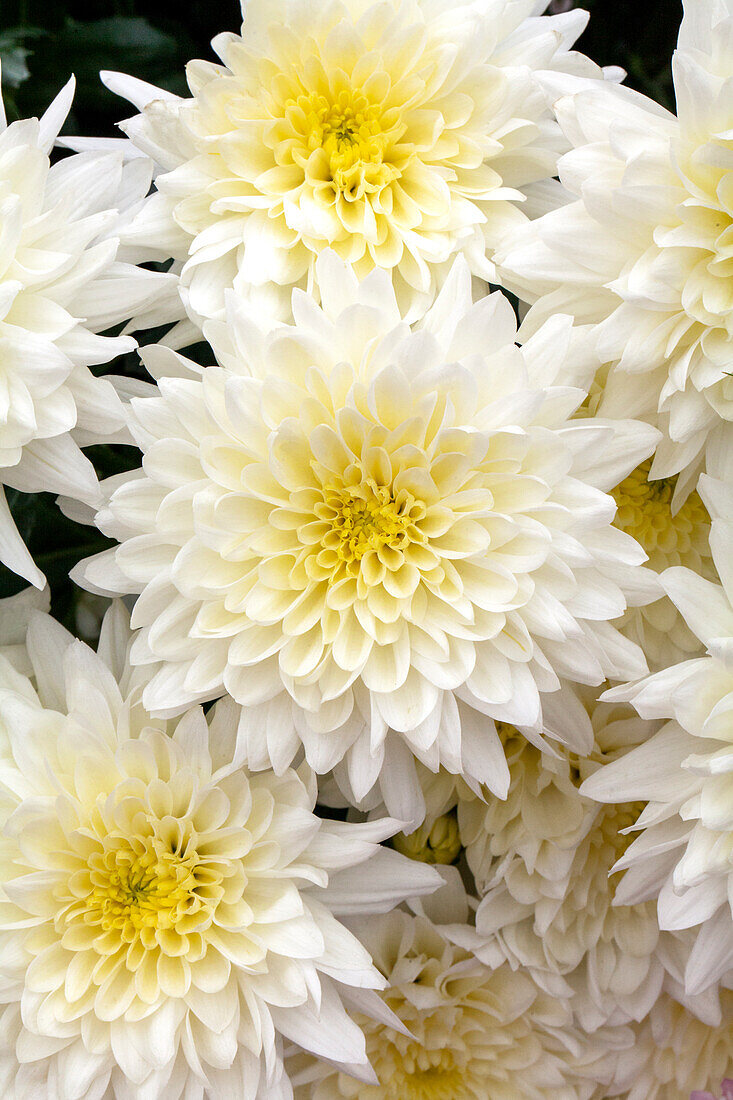 chrysanthemum 'Asia-Cut Mums® Amur