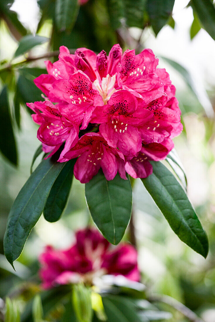 Rhododendron 'Michael Waterer'