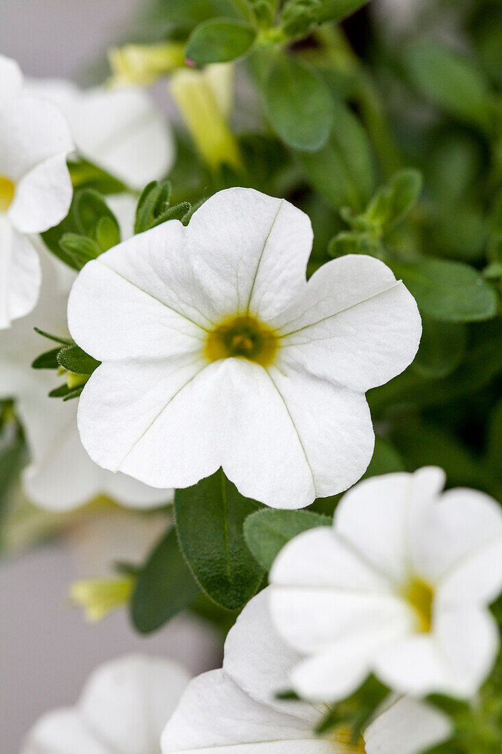 Calibrachoa 'Calimero® Trailling White'