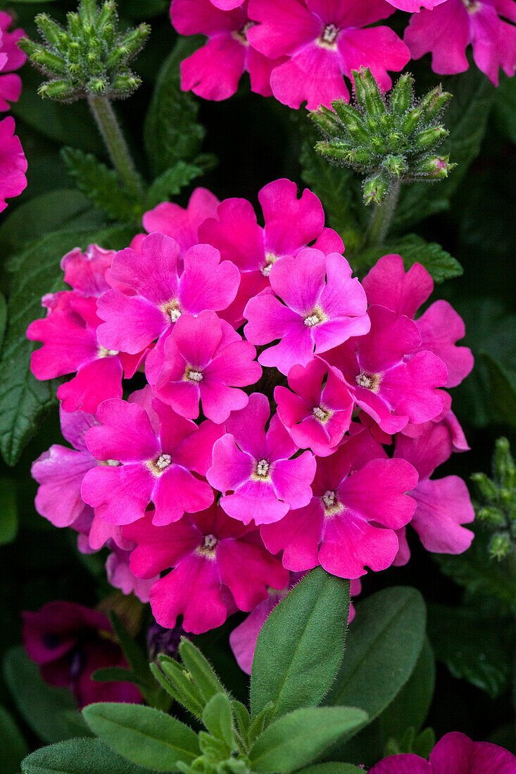 Verbena - Pink Miracle