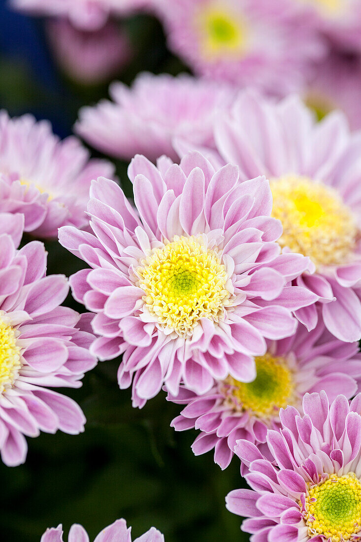 Chrysanthemum indicum 'Preveto'(s)