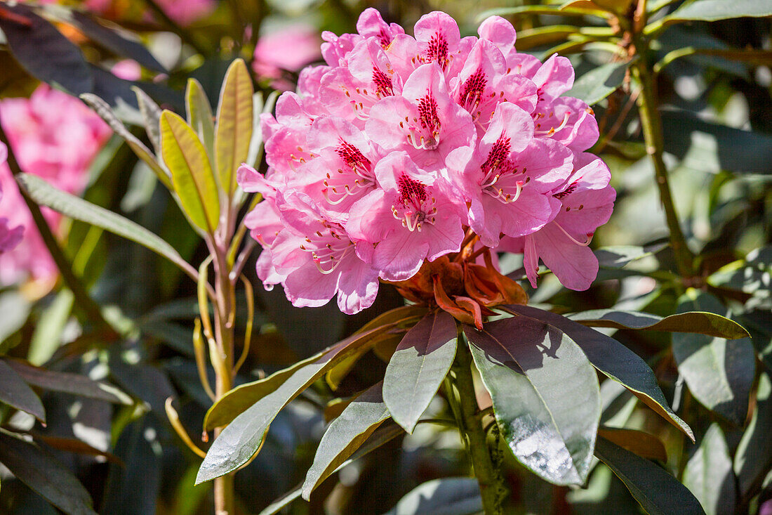 Rhododendron hybrid (large-flowered)