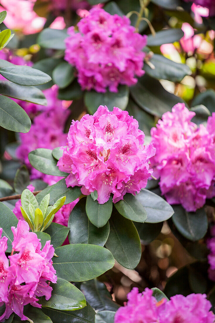 Rhododendron 'Dr. Arnold W. Endtz'