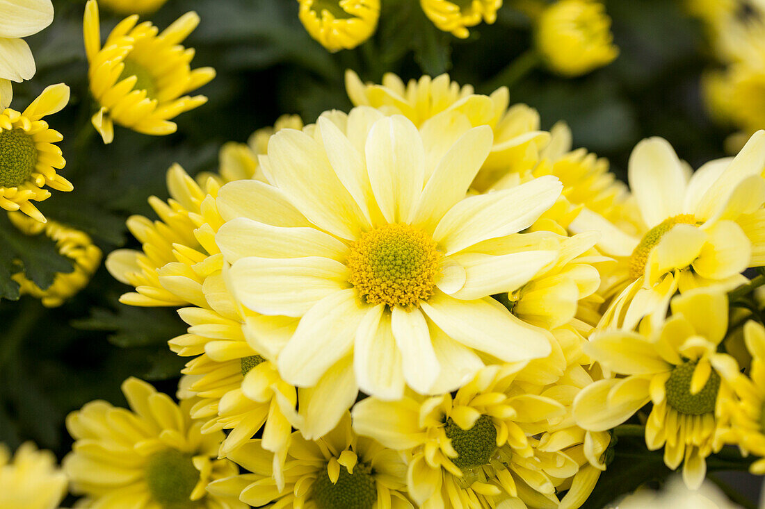 Chrysanthemum 'Pemba Canari'(s)