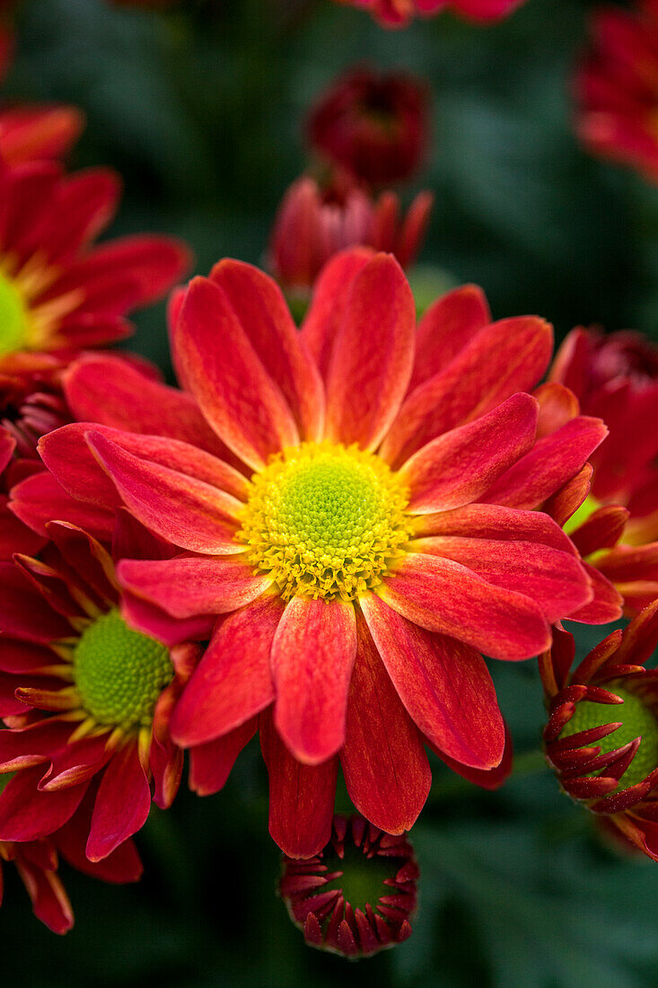 Chrysanthemum indicum 'Pemba Red'(s)