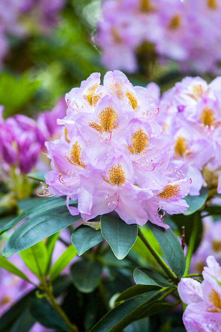 Rhododendron 'Mrs. Anthony Waterer