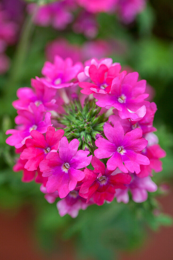 Verbena RiverDance 'Carpet Pink'(s)