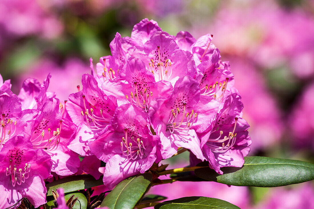 Rhododendron hybrid (large-flowered)