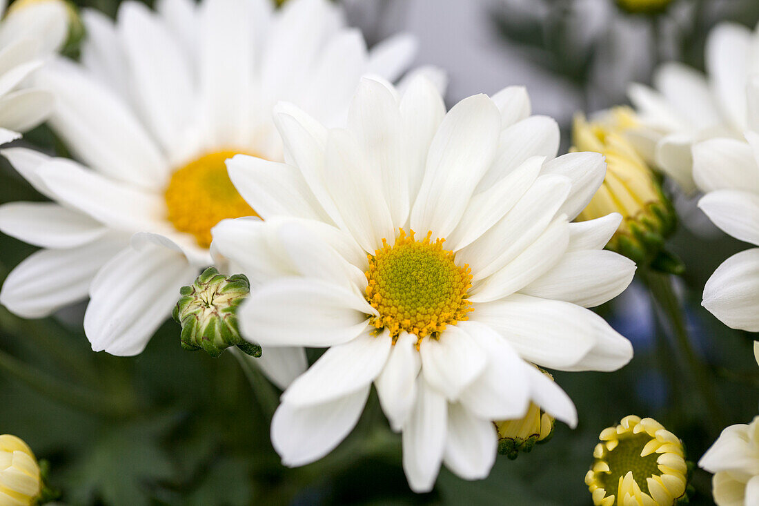 Chrysanthemum indicum 'Luzon White Impr.'(s)