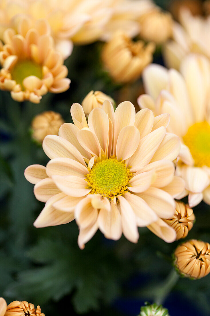 Chrysanthemum indicum 'Luzon Salmon'(s)