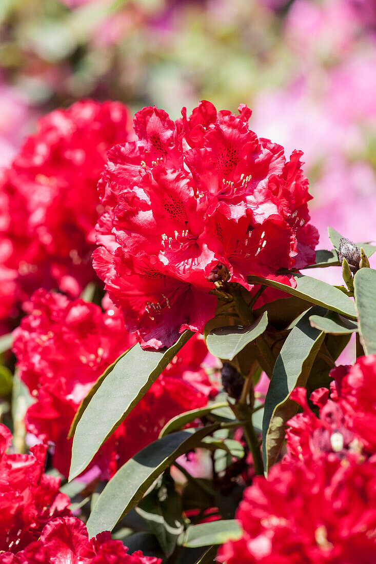 Rhododendron Earl of Athlone