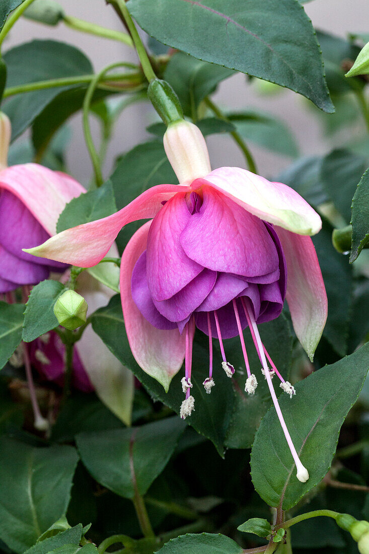 Fuchsia 'Jollies® La Grande Provence'(s)