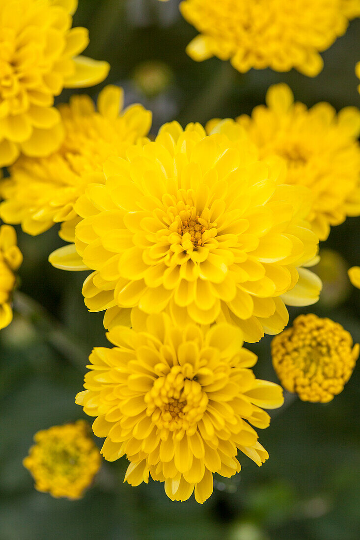 Chrysanthemum multiflora 'Branfountain Yellow'(s)