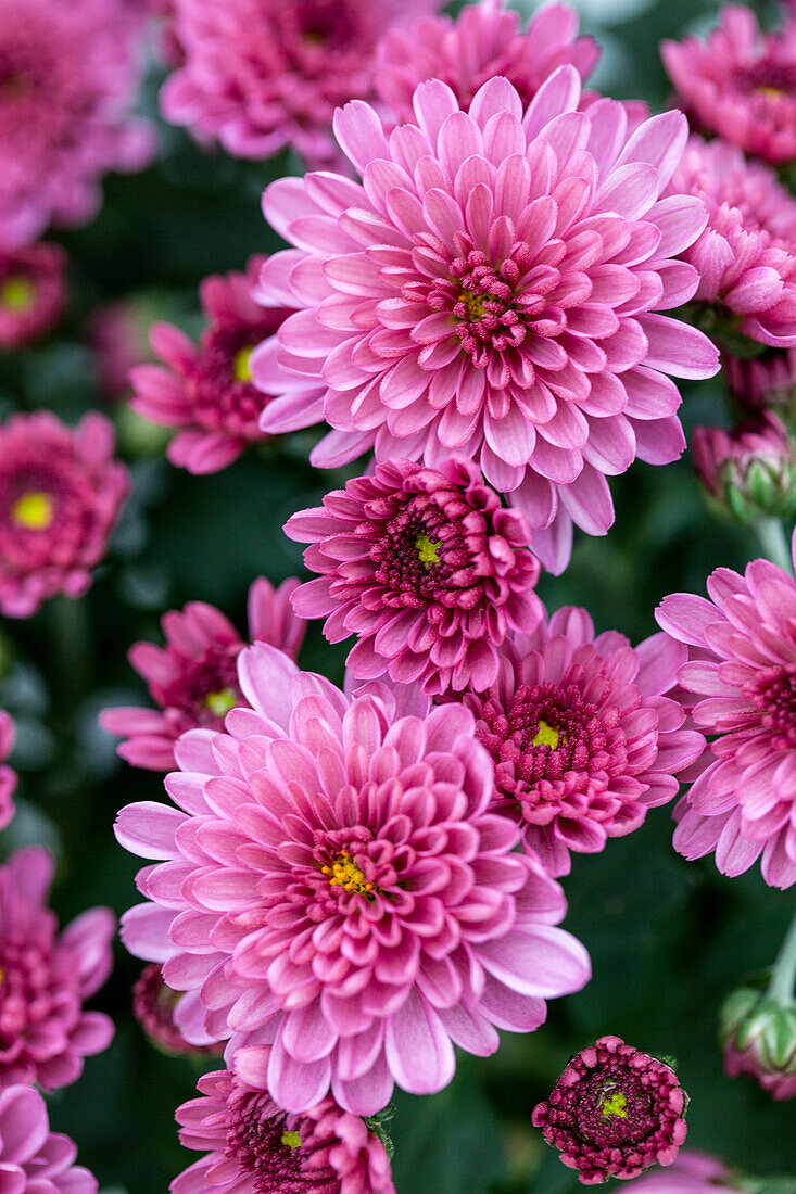 Chrysanthemum multiflora 'Branfountain Purple'(s)