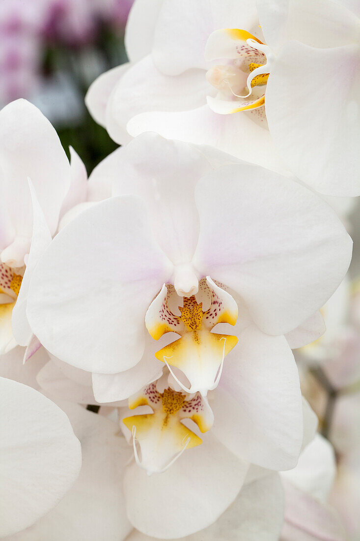 Phalaenopsis 'Sir Gaheris'