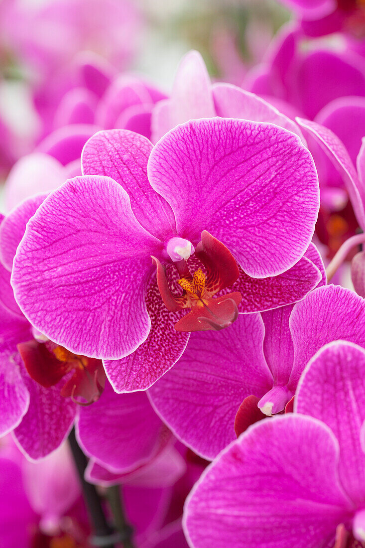 Phalaenopsis 'Darkan'