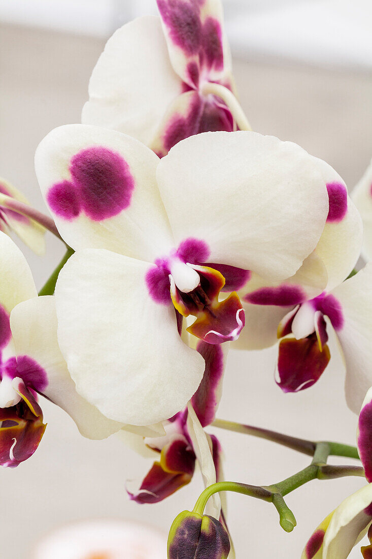 Phalaenopsis 'Monopoly'®