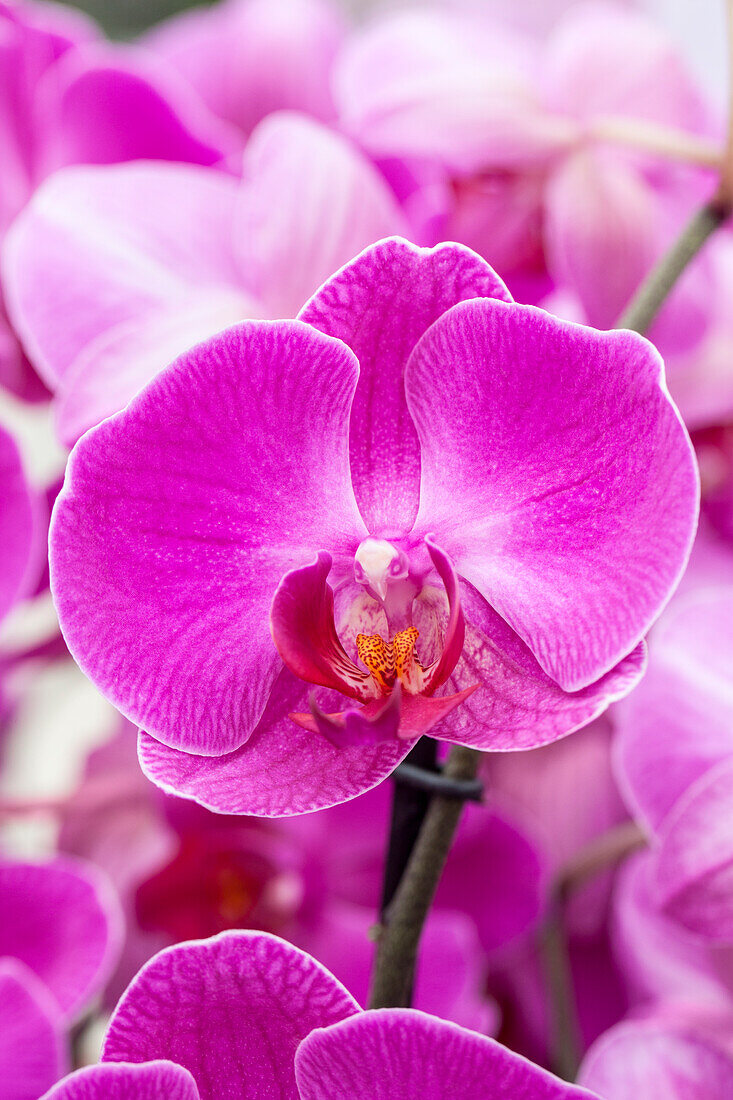 Phalaenopsis 'Lohengrin'