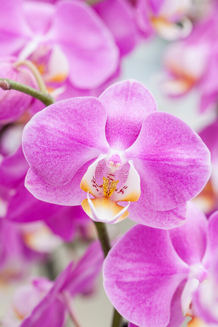 Phalaenopsis 'Manina'