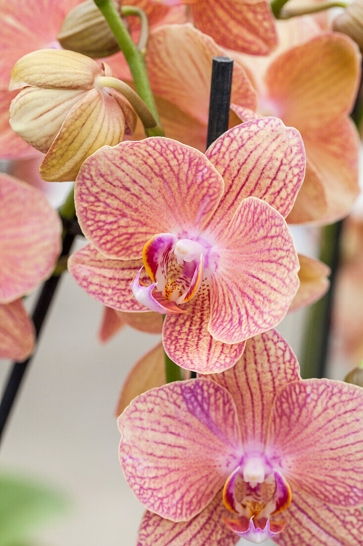 Phalaenopsis 'Mimi'®