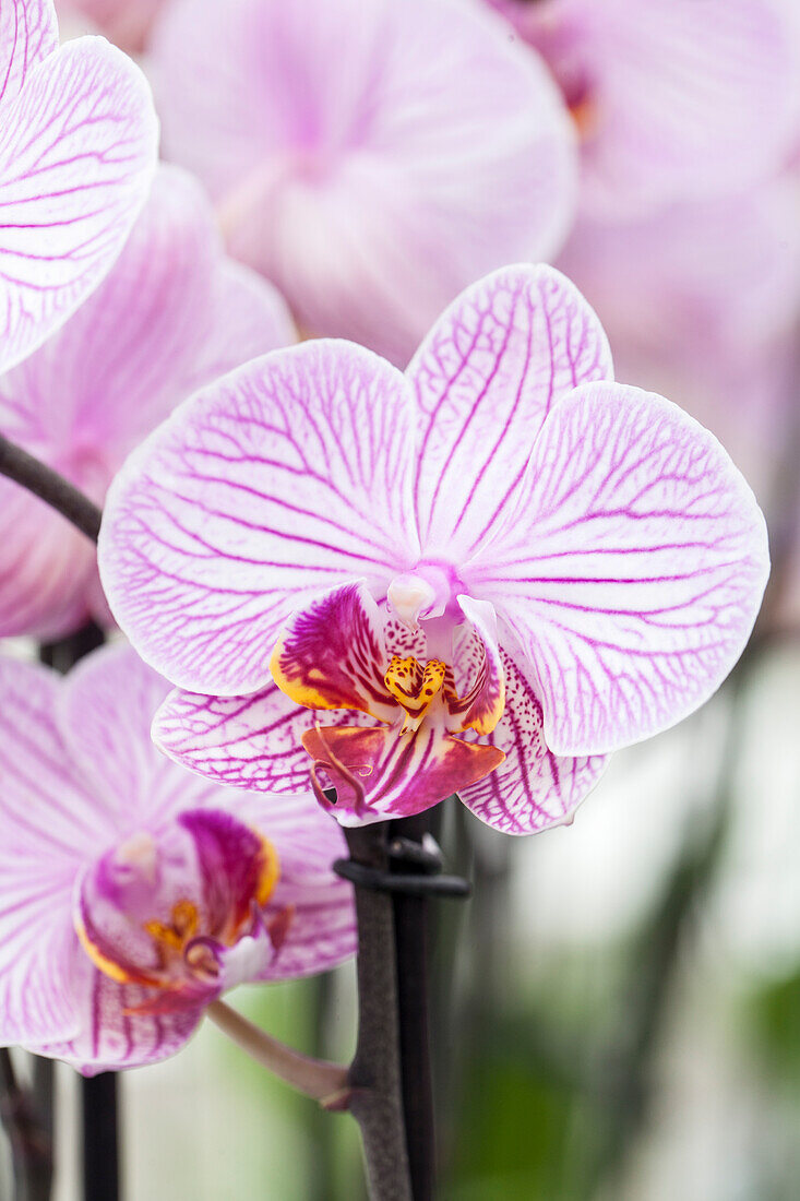 Phalaenopsis 'Cecile'®