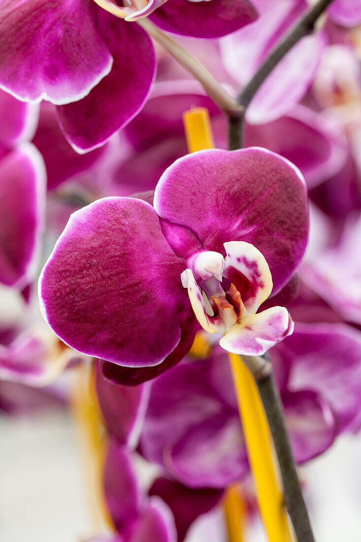 Phalaenopsis Pique Dame