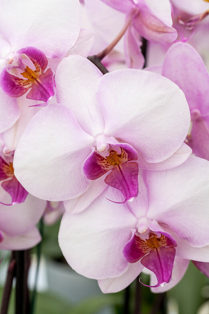 Phalaenopsis 'Roxanne'®