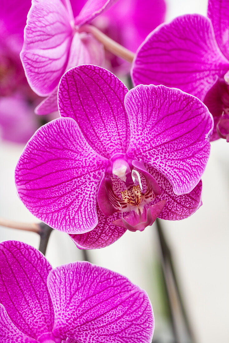 Phalaenopsis Asundia