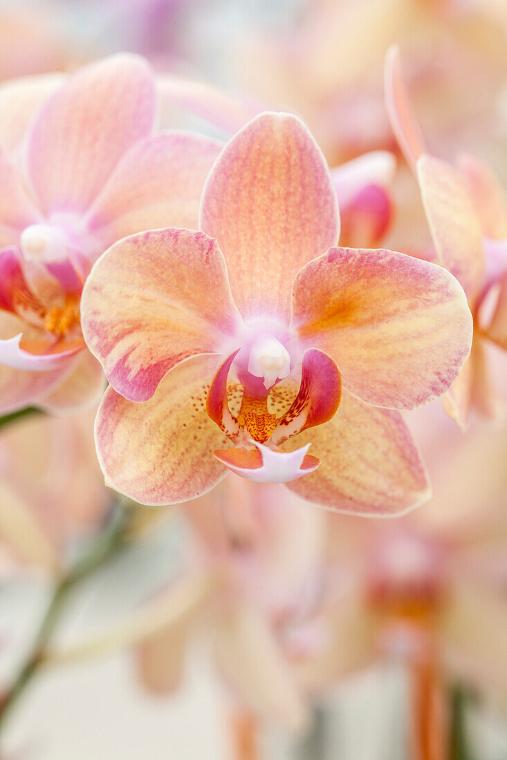 Phalaenopsis 'Sarah'