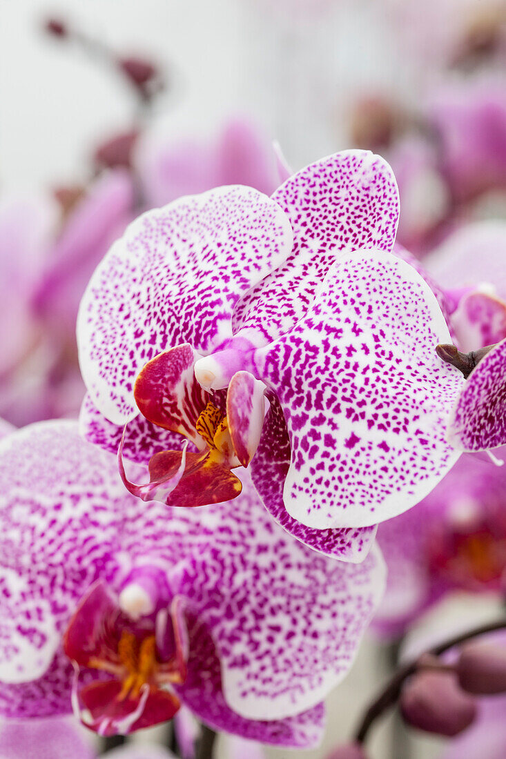 Phalaenopsis 'Laila'