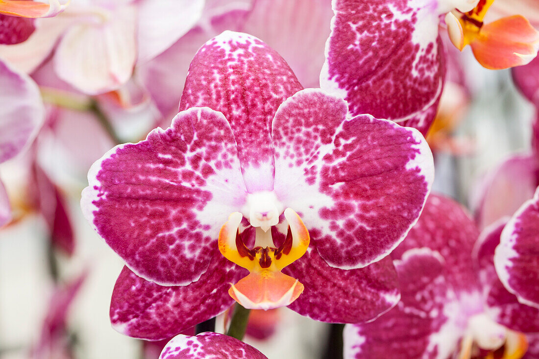 Phalaenopsis Mastermind