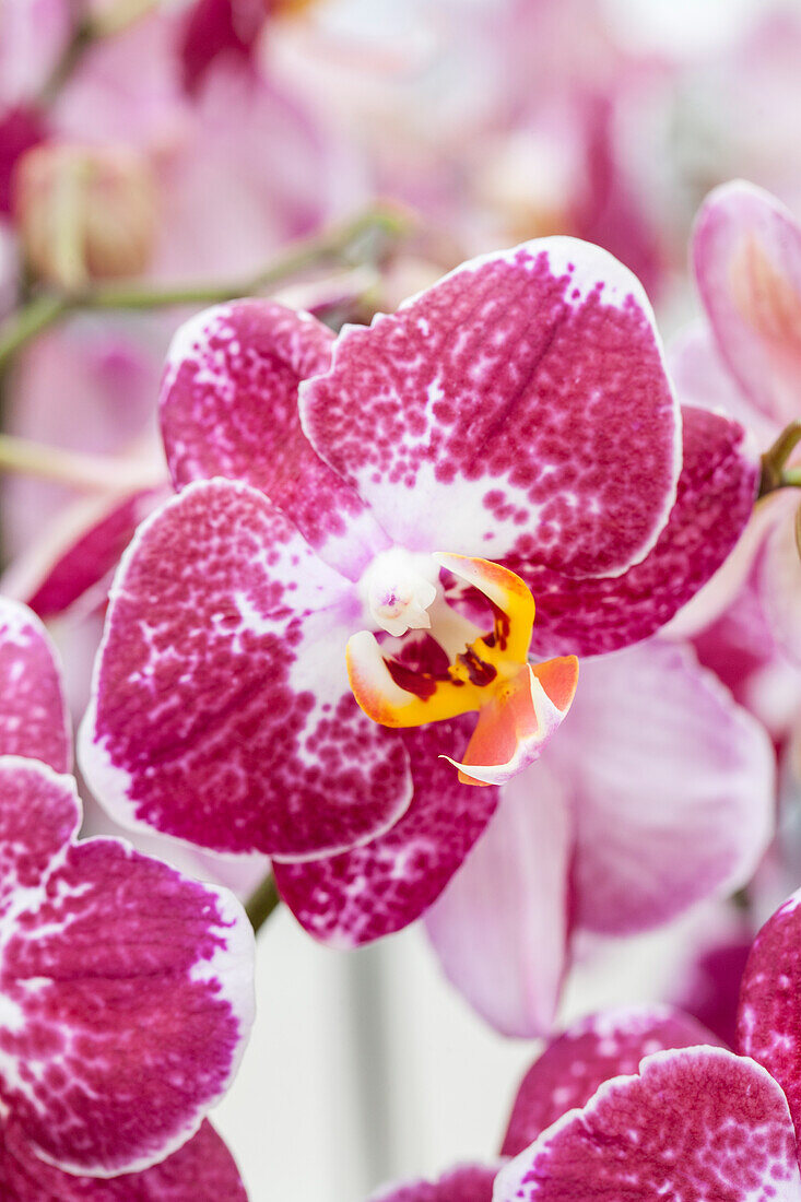 Phalaenopsis 'Mastermind'