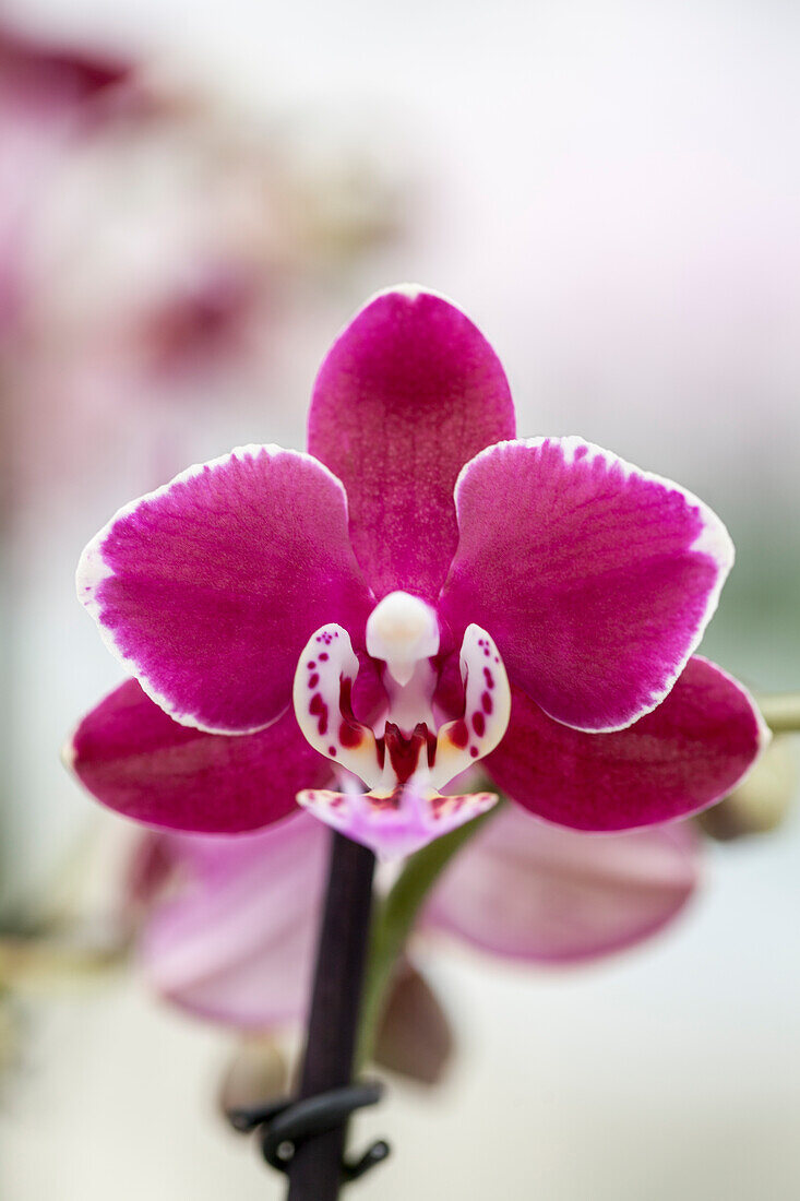 Phalaenopsis 'Jodie'