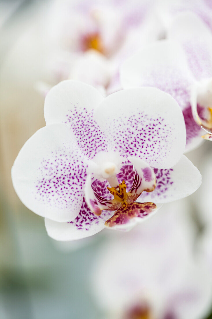 Phalaenopsis Cher