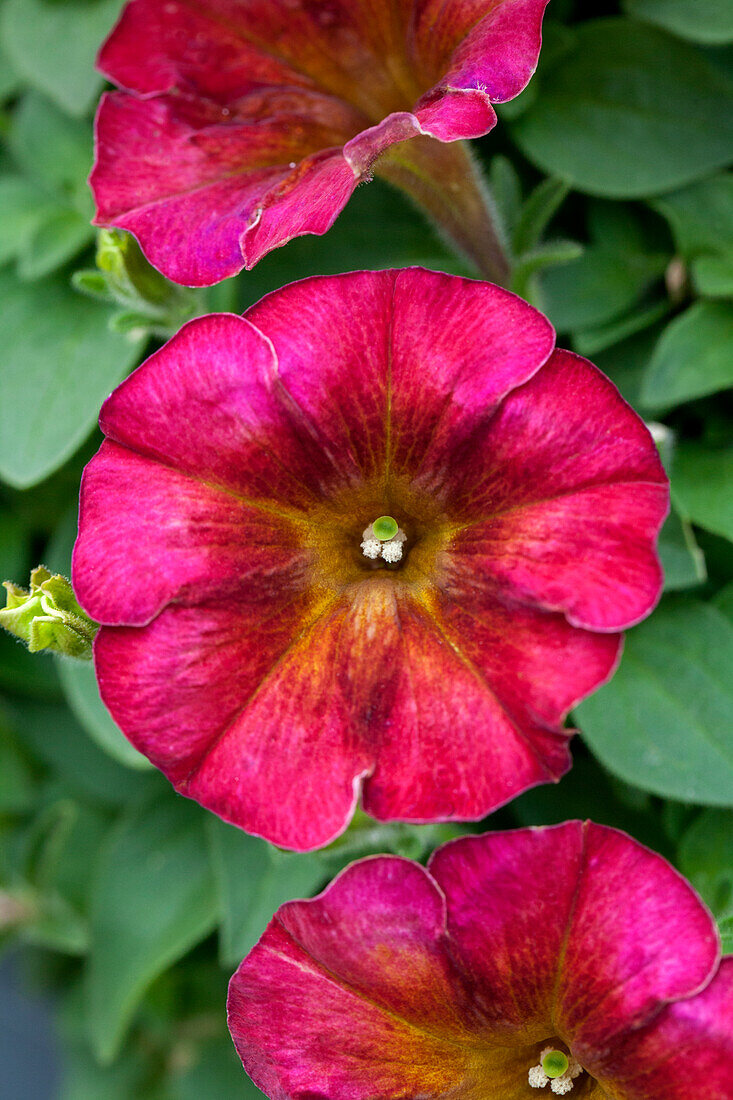 Petunia Chameletunia® Petunia