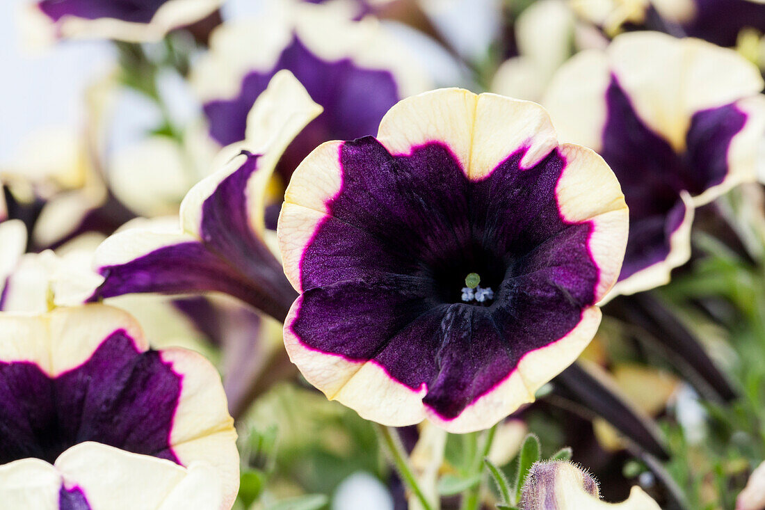 Petunia 'Chameletunia® Yellow Blue Star'