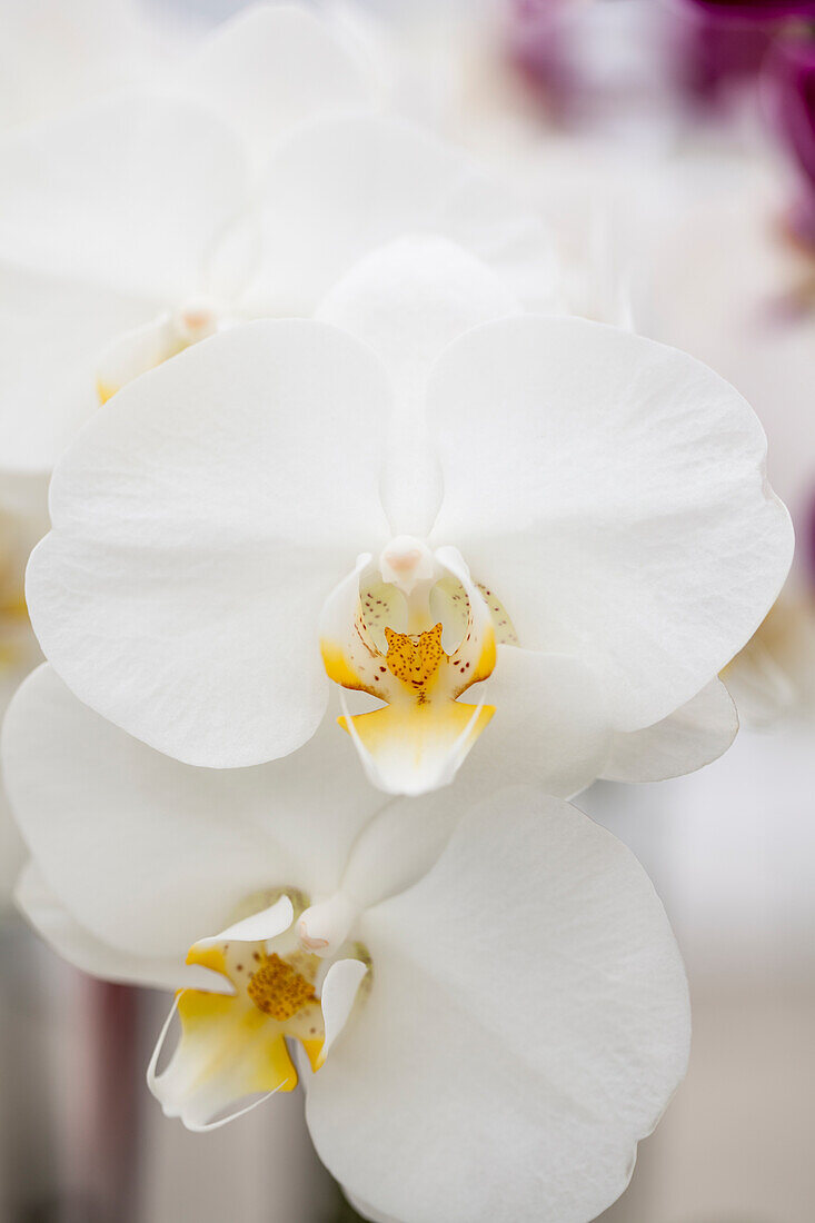 Phalaenopsis Sir Elyan