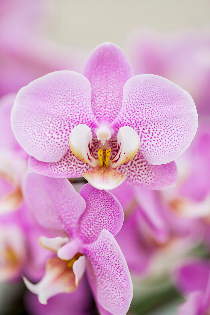 Phalaenopsis Berta